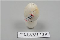 藏品(草鵐卵)的圖片